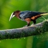 Vlhovec kastanovohlavy - Psarocolius wagleri - Chestnut-headed Oropendola o4435